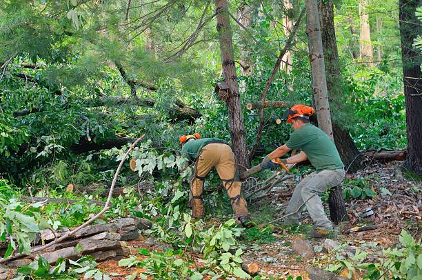 Dead Tree Removal in Woonsocket, RI